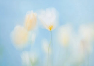 3月新作の先行受注会をラフォーレ原宿店で開催！